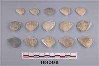 藏品(凸稜蛤)的圖片